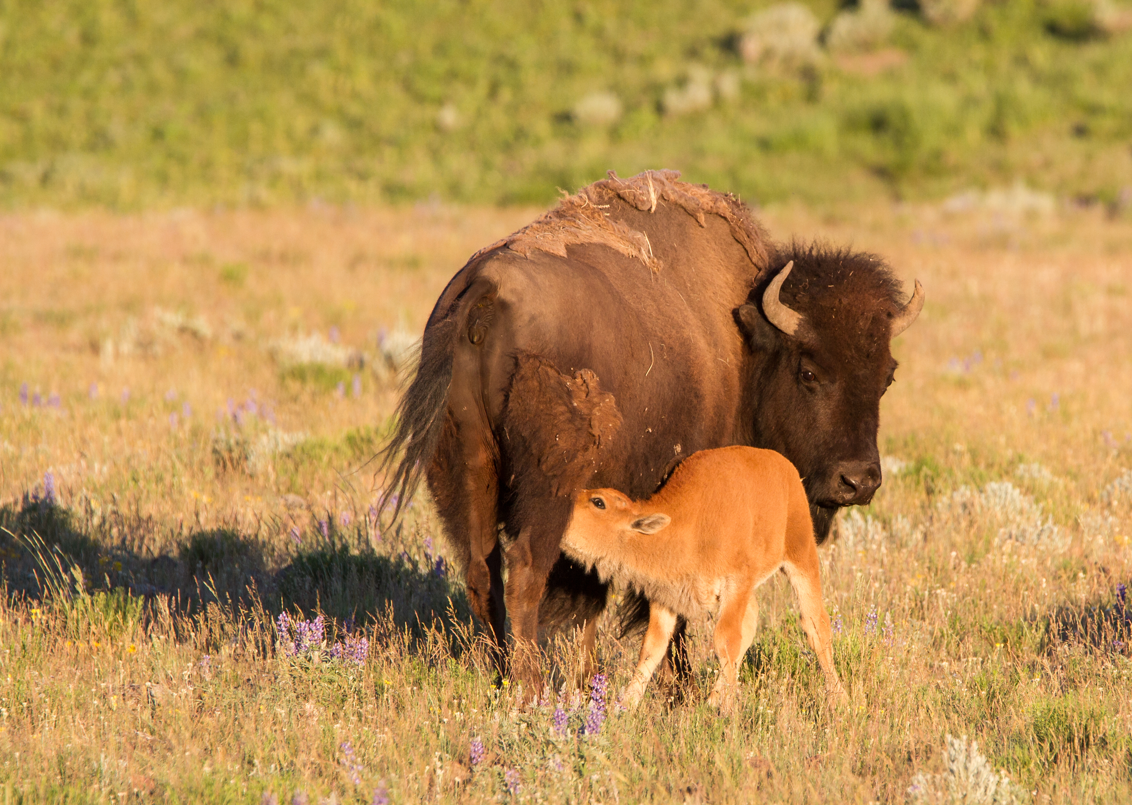 Bison cow nursing calf