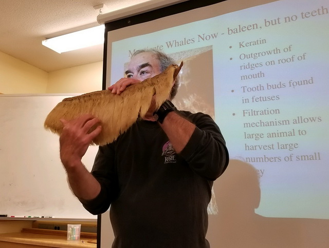 Dr. Hal Weeks demonstrating the filter feeding powers of baleen.