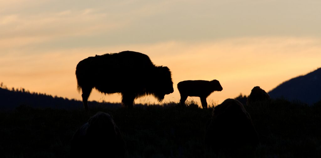 Bison Silhouette