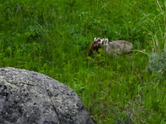 Badger with a uninta ground squirrel it caught