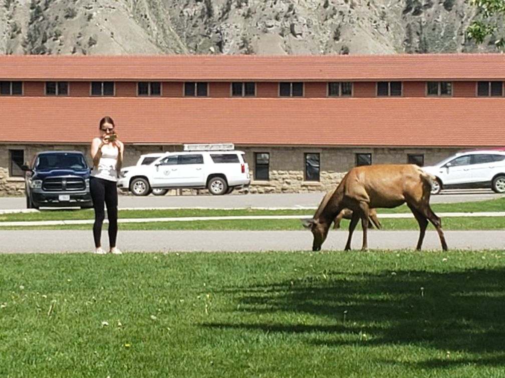 Person standing too close to an elk.
