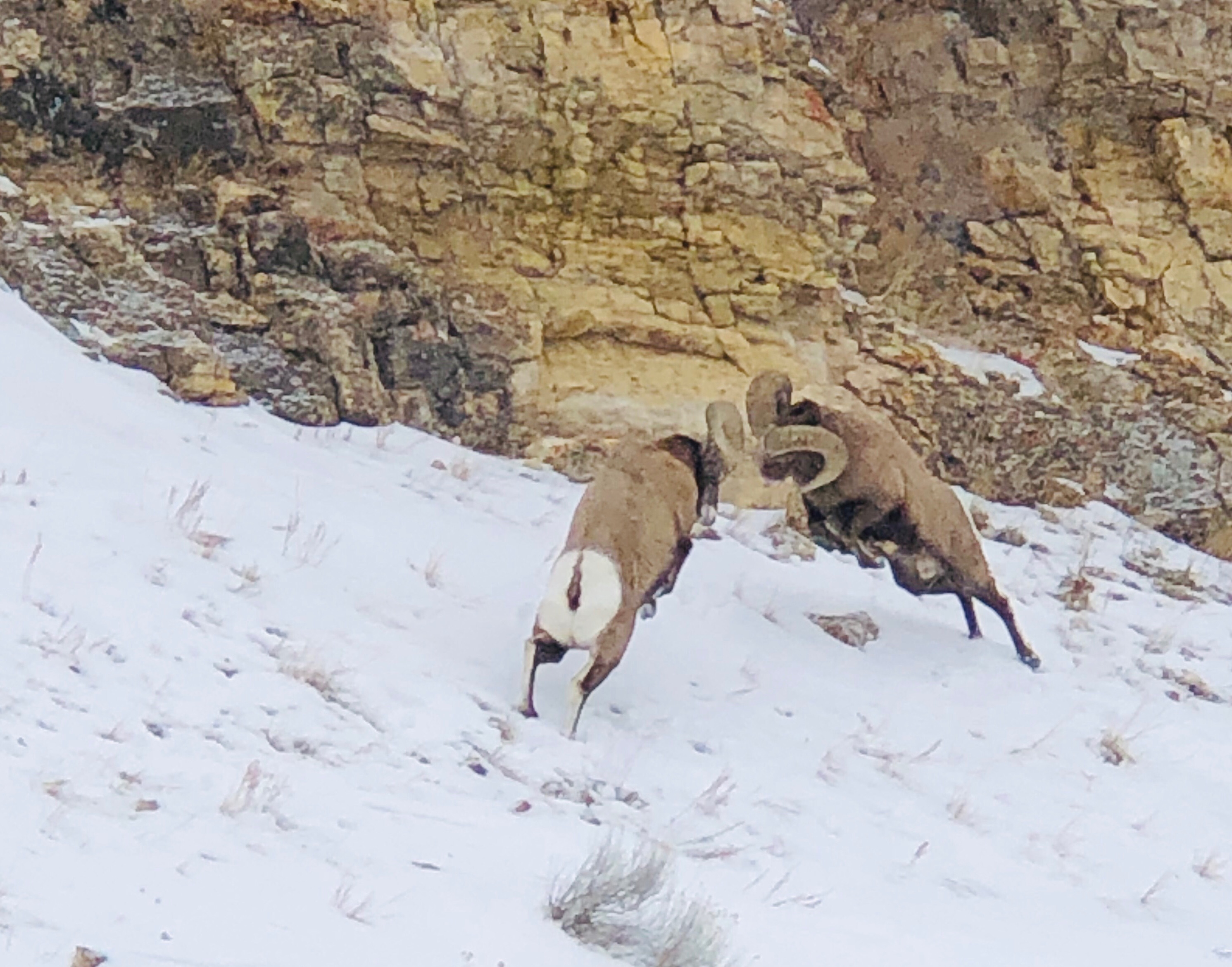 Bighorn sheep ramming each other