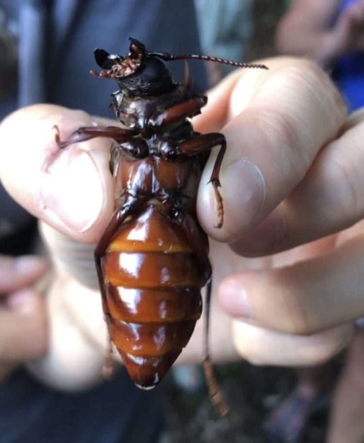 Broad-necked Root Borer Beetle.