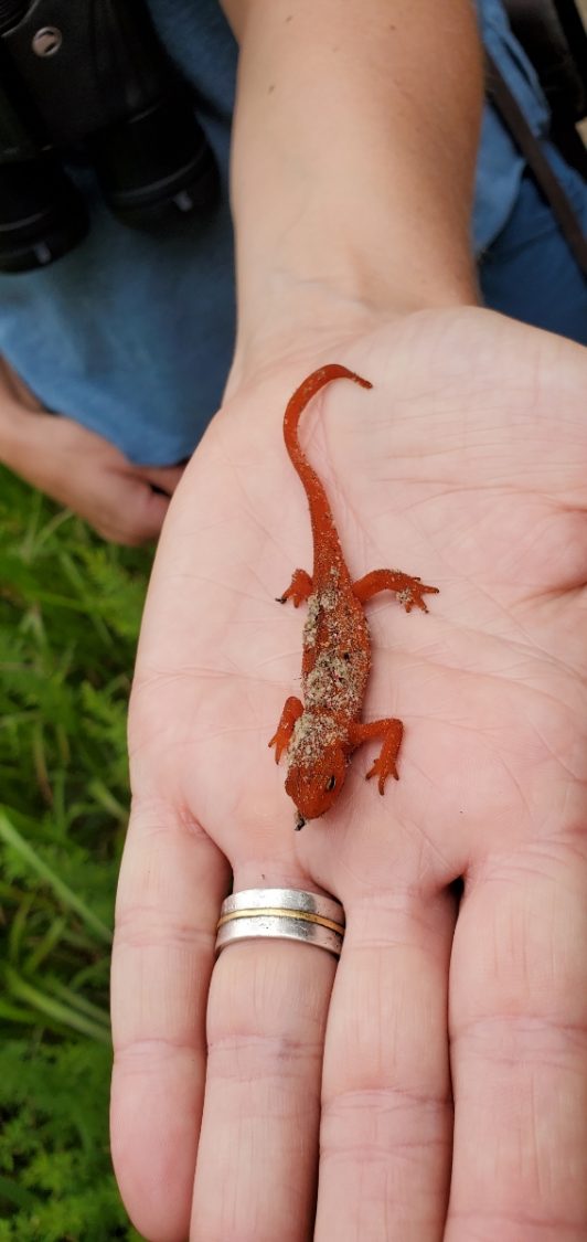 Bright red salamander with sand stuck to its back held in an open palm. The salamander is about 3 inches long from nose to tail tip.