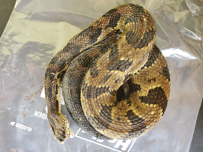 Dead on the road Timber Rattlesnake, collected by the National Park Service to be used for genetic studies. 