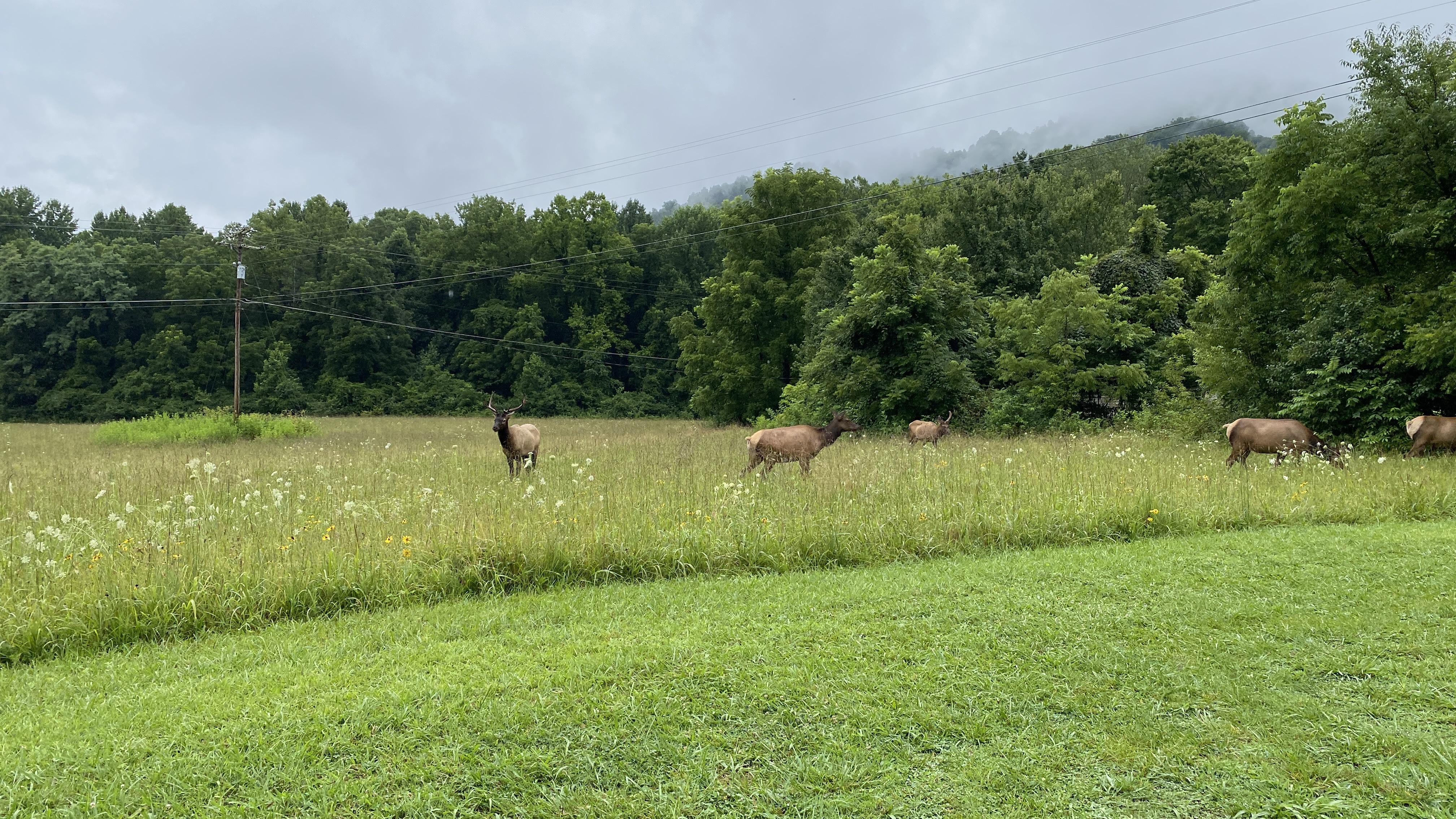 Five elk in a field of grasses and wildflowers