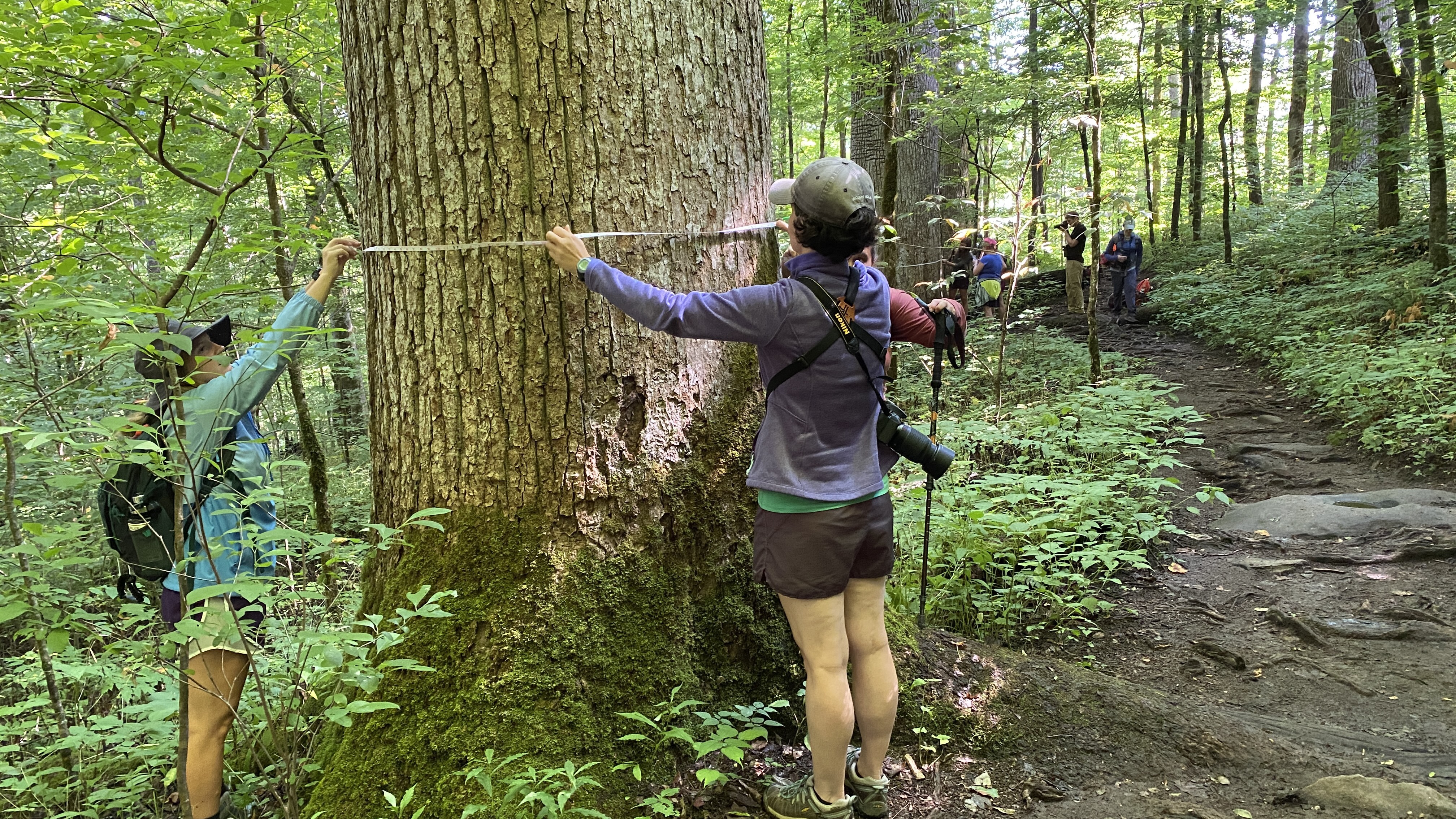 Three people stretching a measuring tape around a tree