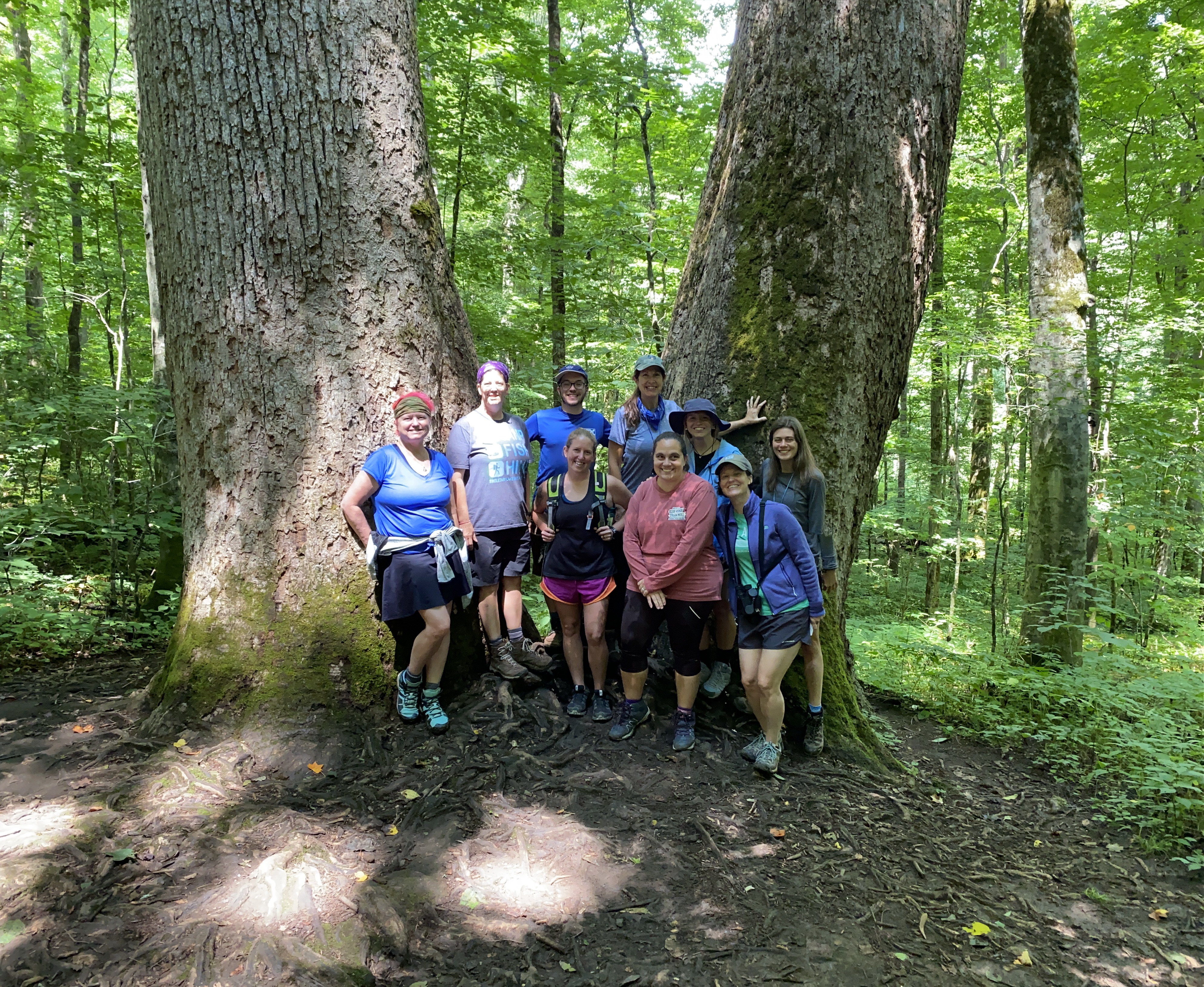Nine people standing in front of a huge double trunked tulip poplar tree