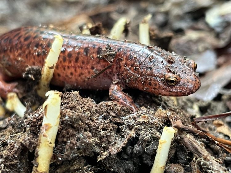 Close up photo of a Red Salamander, which is a red-colored salamander with black spots