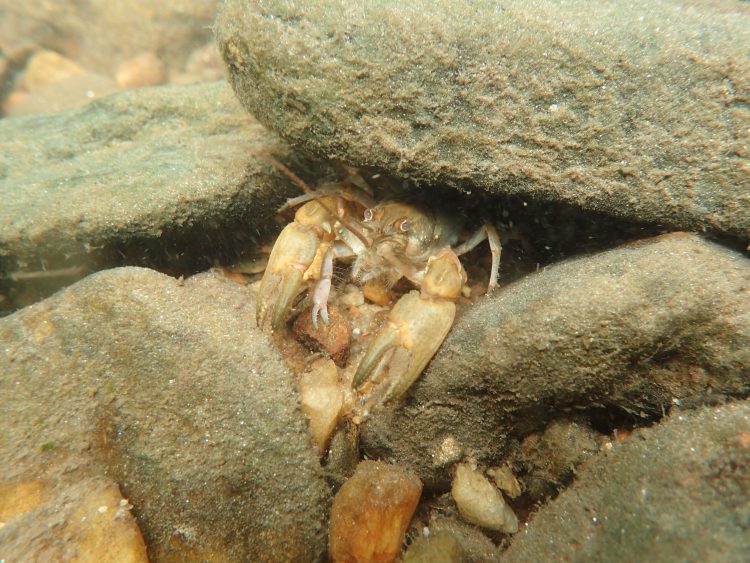 Crayfish hiding halfway under a rock