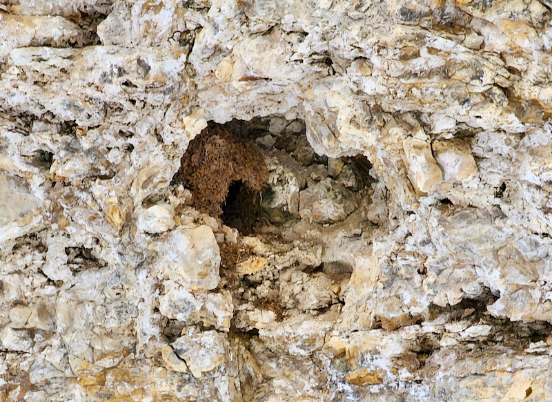 nest made of moss tucked in a hole on a rock wall