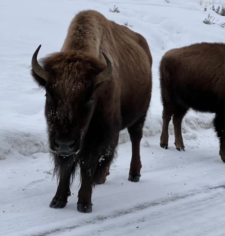 bison in road