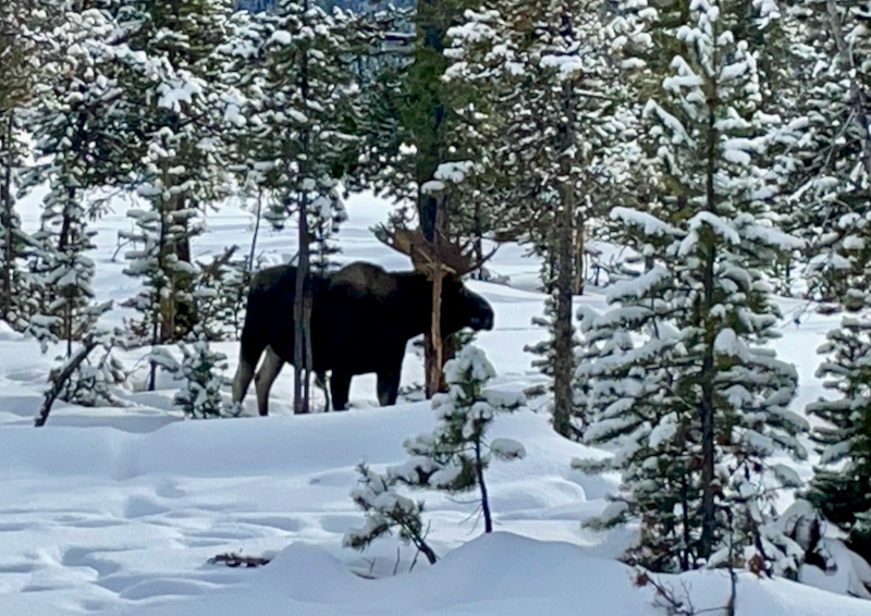 moose in trees