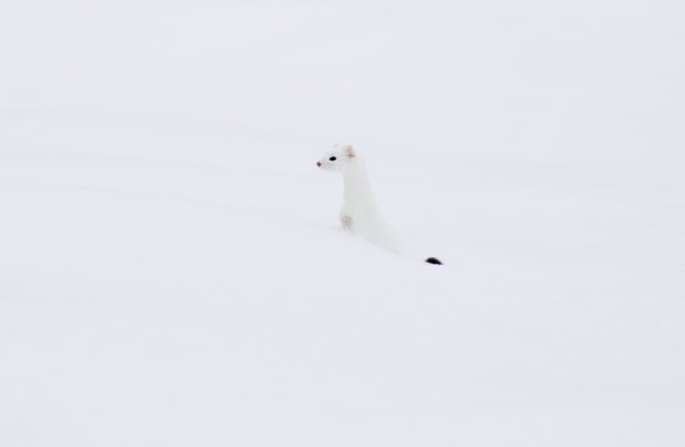 white winter weasel with black tail tip in snow