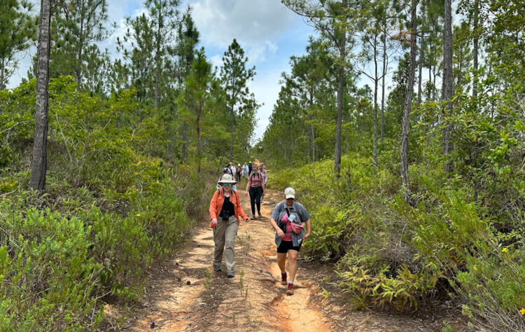 A group of teachers hikes down a sandy road in open pine forest.