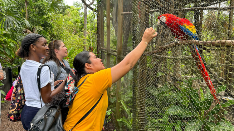 Neysy feeding a colorful scarlet macaw