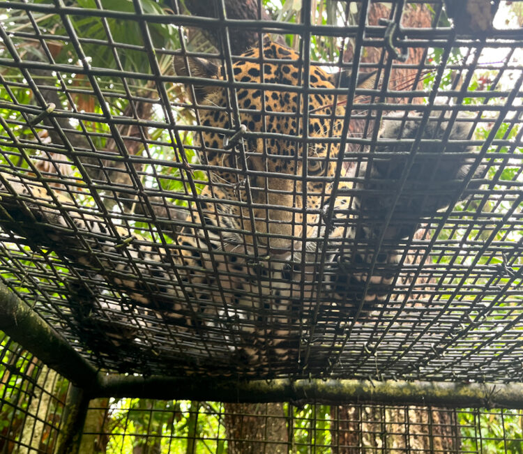jaguar on top of a cage with paw out