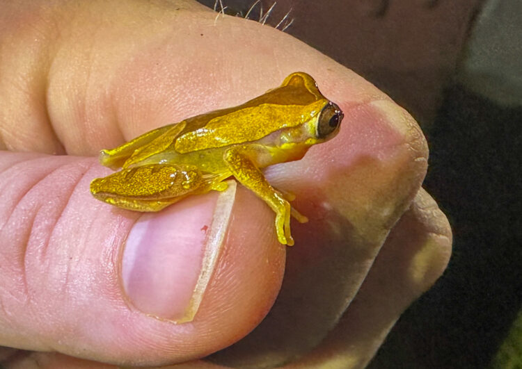 yellow colored frog on a person's thumb