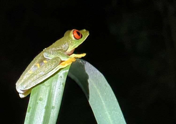 green frog with red eyes and black pupils
