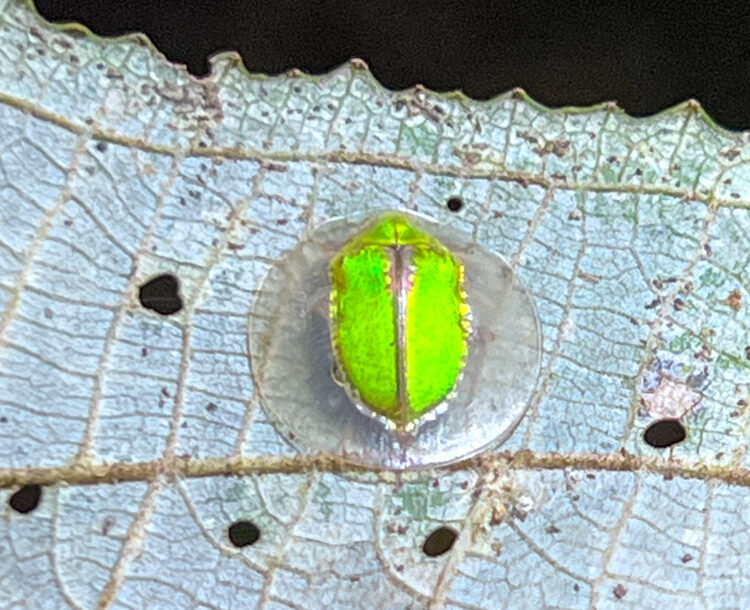 brilliant green insect with transparent outer edge, circular