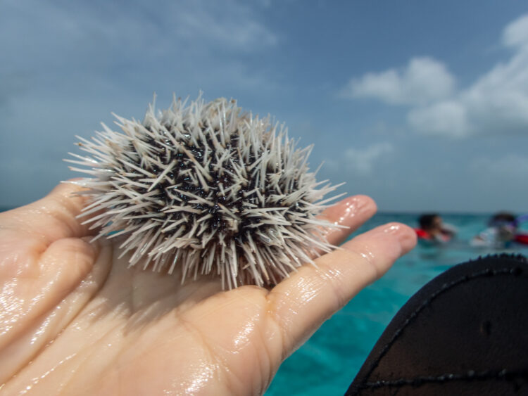 sea urchin in hand