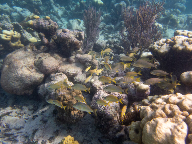 school of yellow fish in front of coral