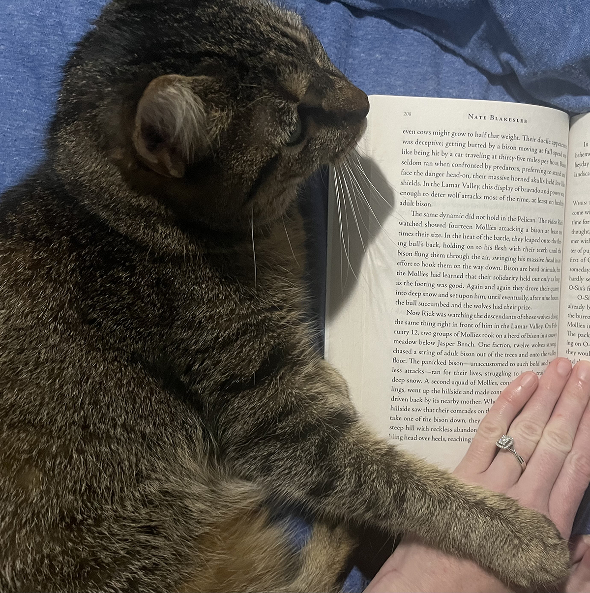 Johlynn and her kitty reading American Wolf together.