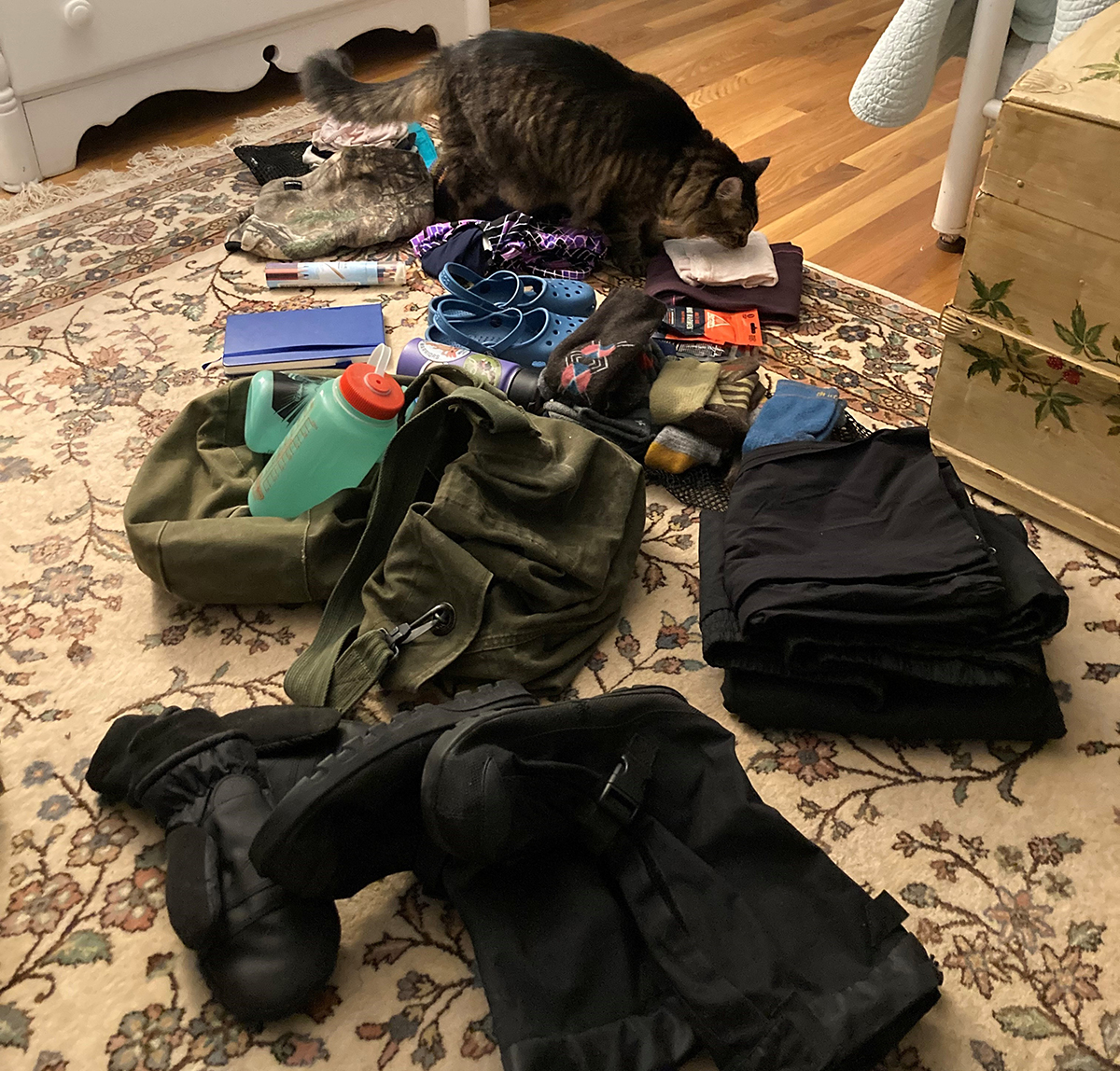 Kelly's cat is checking to make sure she's packing enough warm clothes.