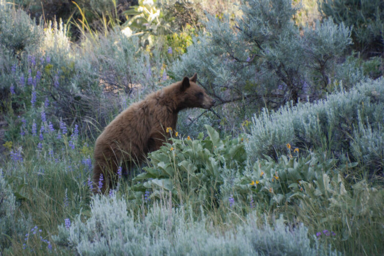a brown-colored bear among a field of flowers and sagebrush