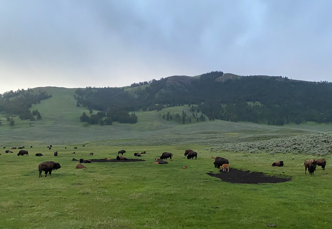 herd of bison
