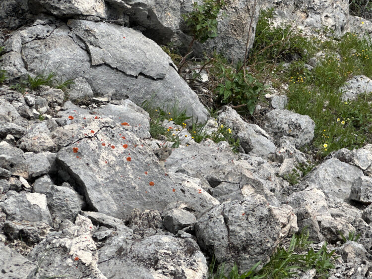 Small mammal among the rocks.