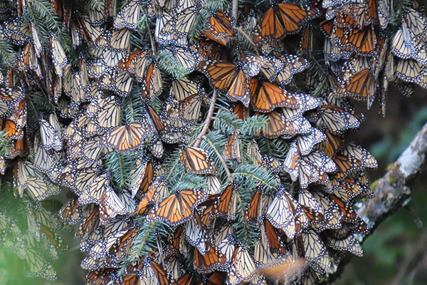 Mexico's Magical Migrations