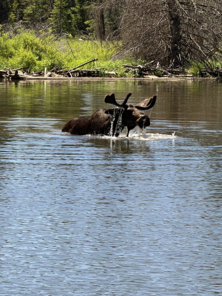 A moose eating plants from the bottom of a pond