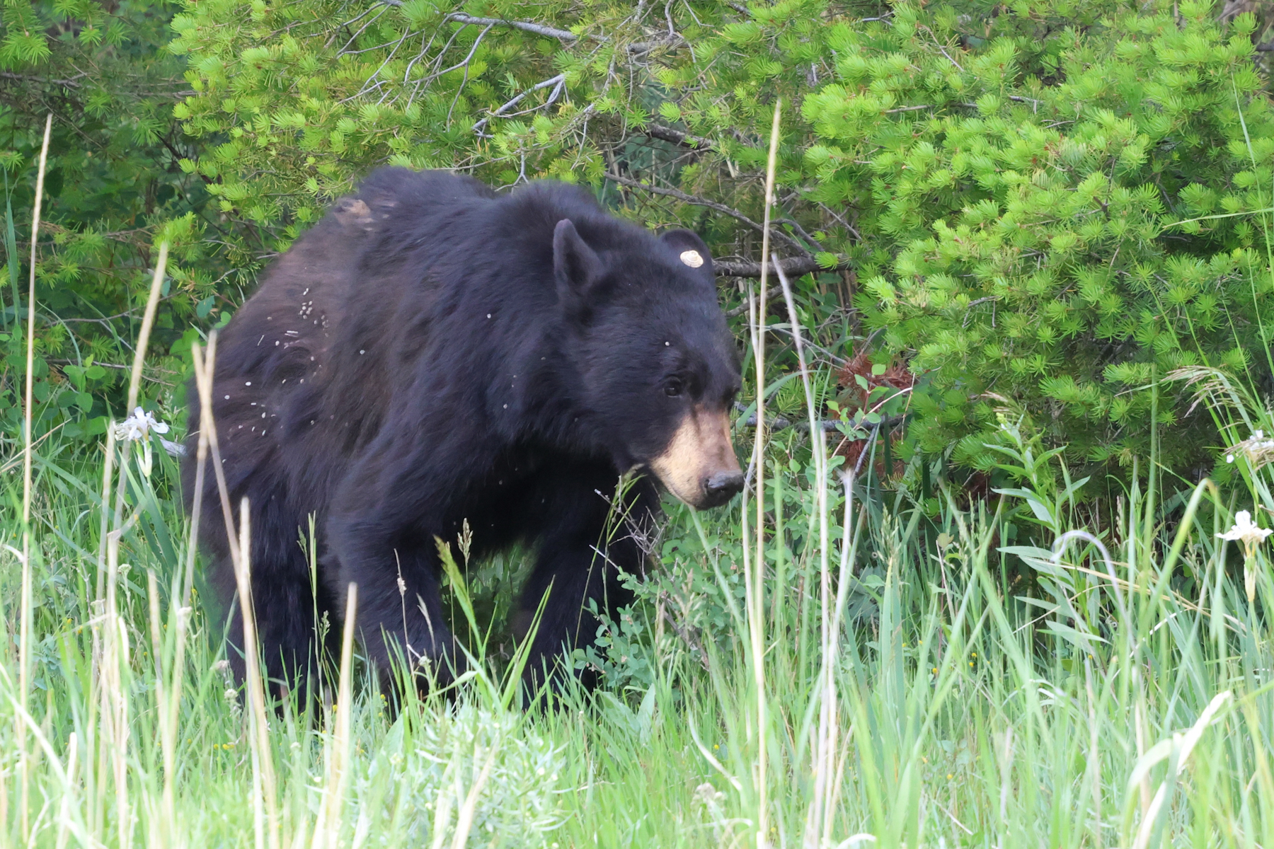 Black bear in meadow